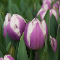 Thumbnail for Librije Triumph Tulip (Mid to Late Triumph Tulip)