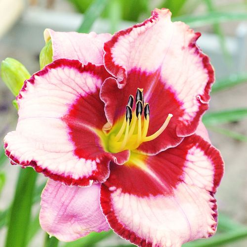 Daylily 'Lies and Lipstick (Hemerocallis)