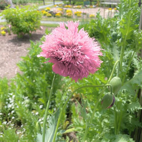 Lilac PomPon Heirloom Poppy, Breadseed Pink Poppy