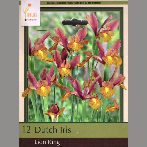Lion King Dutch Iris