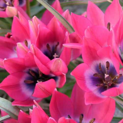 Little Beauty Tulip, Turkestanica Tulips or Botanical Tulips