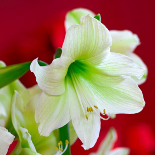 'Luna'  Amaryllis, White with Green Accents
