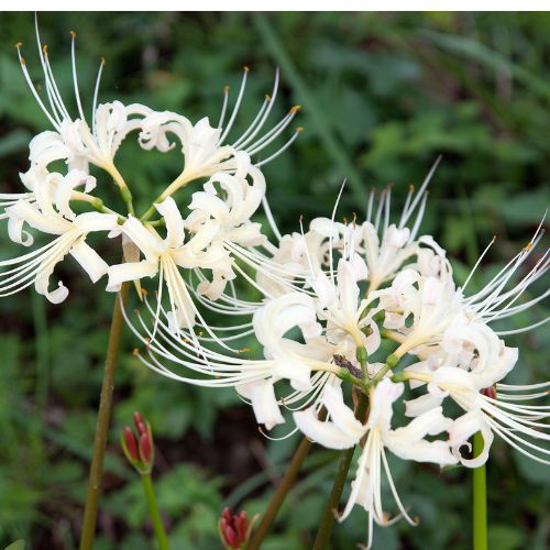 White Lycoris Spider Lily, White Naked Ladies, Surprise Lily, Lycoris albiflora (Hardy to Zones 7)