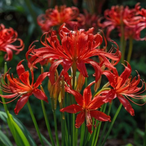 Red Lycoris Spider Lily, Red Naked Ladies, Surprise Lily, Lycoris radiata (Hardy to Zones 5)