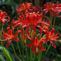 Thumbnail for Red Lycoris Spider Lily, Red Naked Ladies, Surprise Lily, Lycoris radiata (Hardy to Zones 5)