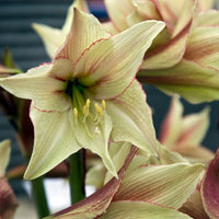 Thumbnail for 'Blossom Peacock' Hippeastrum, Amaryllis