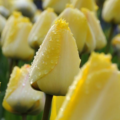 Fringed Tulip 'Maja' Tulip Bulbs (Fringe Tulips), Yellow Tulips