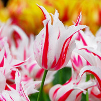 Thumbnail for Lily Tulips 'Marilyn' Tulip Bulbs (Lily Tulips), Red and White Tulips
