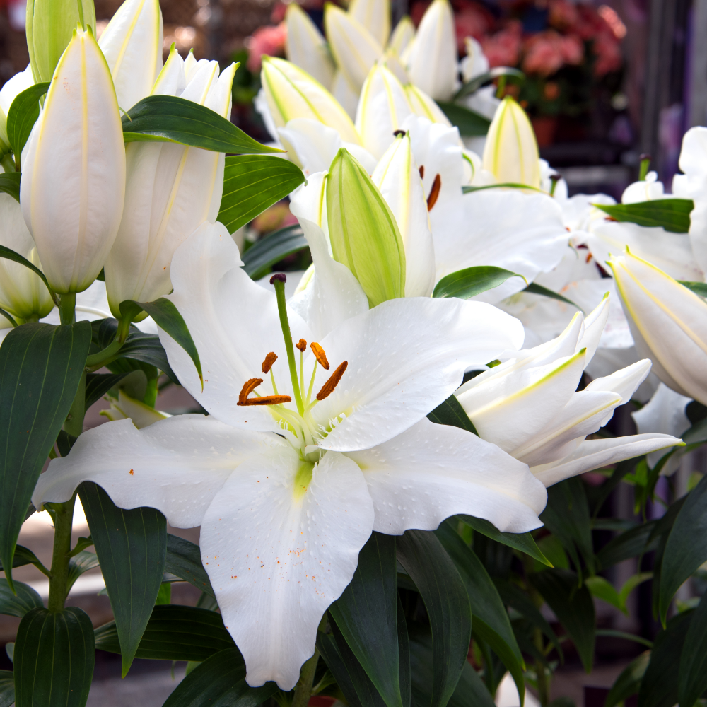 Skymaster Oriental Lily (Oriental Lilium)
