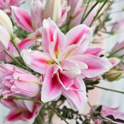 Roselily 'Mikaela' (Double Oriental Lily, Lilium)