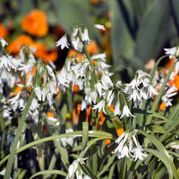 Thumbnail for Miniature Allium 'Triquetrum'