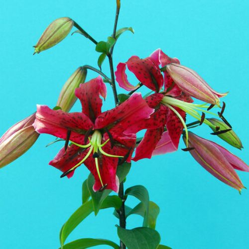 ‘Miss Feya' Orientpet Lily (Orientpet or OT Hybrid Lily) 3 Bulbs