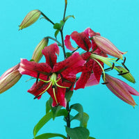 Thumbnail for ‘Miss Feya' Orientpet Lily (Orientpet or OT Hybrid Lily) 3 Bulbs