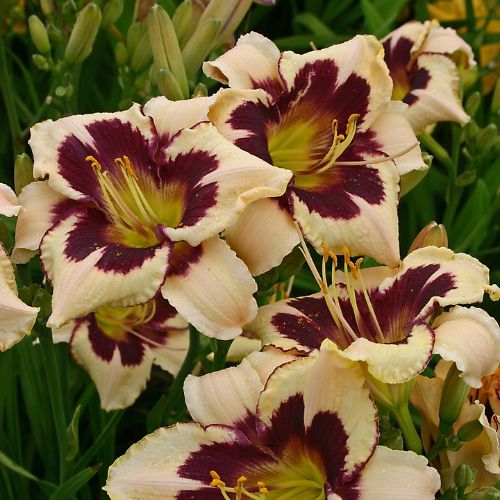 Daylily 'Moonlit Masquerade' (Hemerocallis)