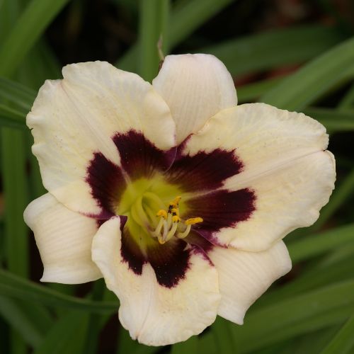 Daylily 'Moonlit Masquerade' (Hemerocallis)