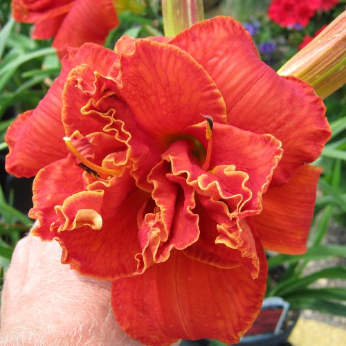 Daylily 'Moses' Fire' (Hemerocallis)