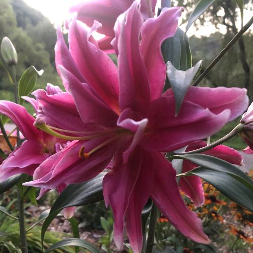 Roselily 'Manouska' (Double Oriental Lily, Lilium)