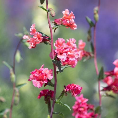 Clarkia 'Mountain Garland' Flower, California Native