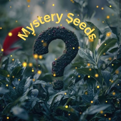 Mystery Seeds - Grow to see your mystery plants