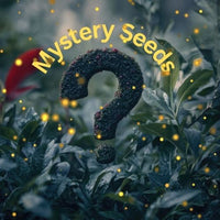 Thumbnail for Mystery Seeds - Grow to see your mystery plants