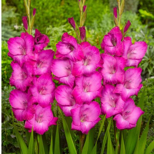 ‘Natan' Large Flowering Gladiolus, Bright Pink