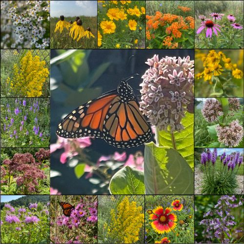 Native Flower Mix for Monarch Butterfly Seed Flower Mixture