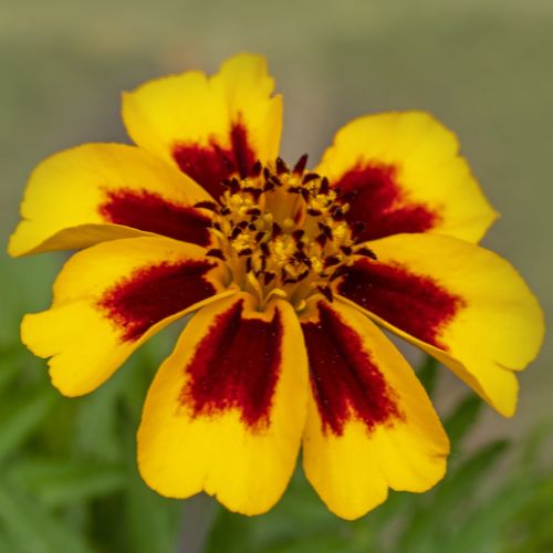 Naughty Marietta French Marigold, 1947 Heirloom