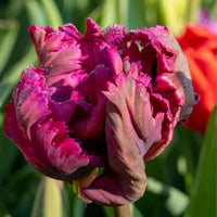 Thumbnail for Parrot Tulip 'Negrita Parrot' Tulip Bulbs (Parrot Tulips)