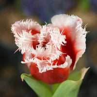 Thumbnail for Fringed Tulip 'New Santa' Tulip Bulbs (Fringe Tulips)