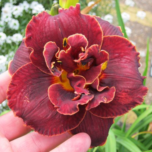 Daylily 'Night Embers' (Hemerocallis)