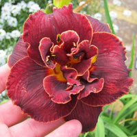 Thumbnail for Daylily 'Night Embers' (Hemerocallis)