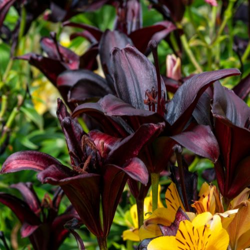 Night Rider Lily, (Orientpet or OT Hybrid Lily)