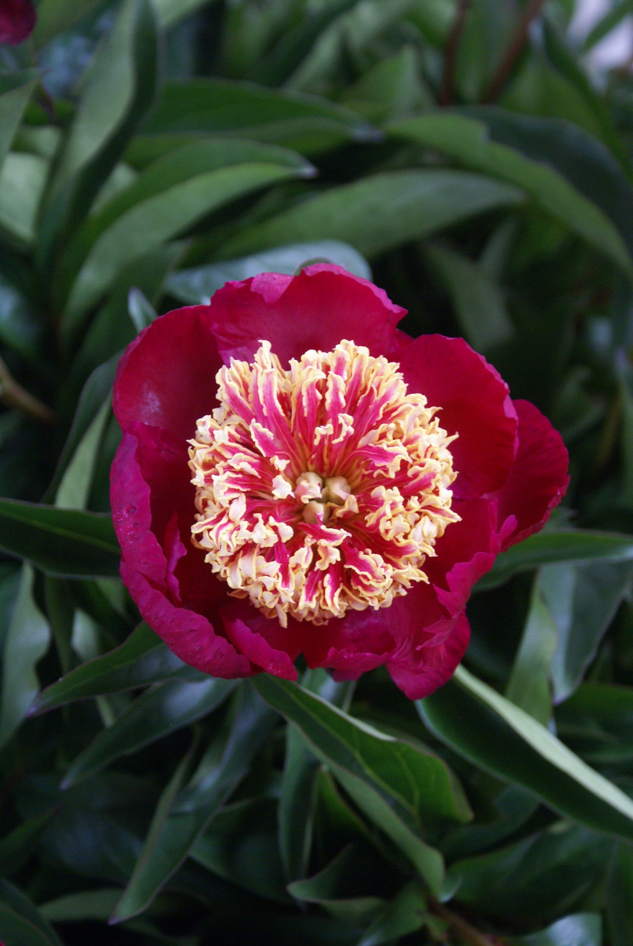 Nippon Beauty- Peony, 1927 introduction, Illinois, lactiflora