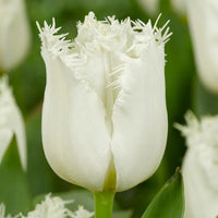 Thumbnail for Fringed Tulip 'Northpole' Tulip Bulbs (Fringe Tulips), White Tulips