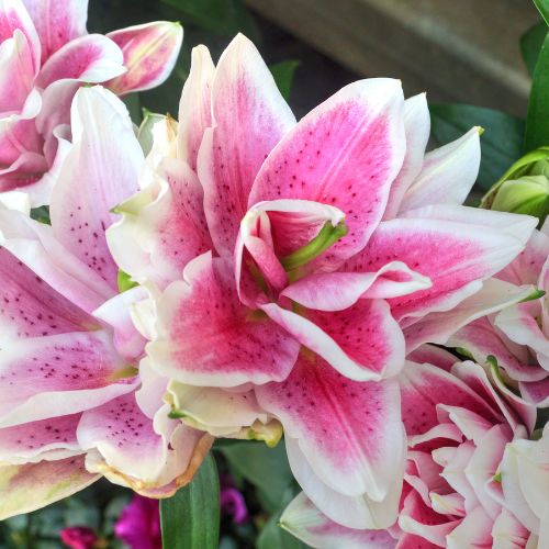 Roselily 'Nowa' (Double Oriental Lily)