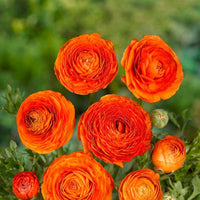 Thumbnail for Ranunculus Orange (Ranunculus Aviv)