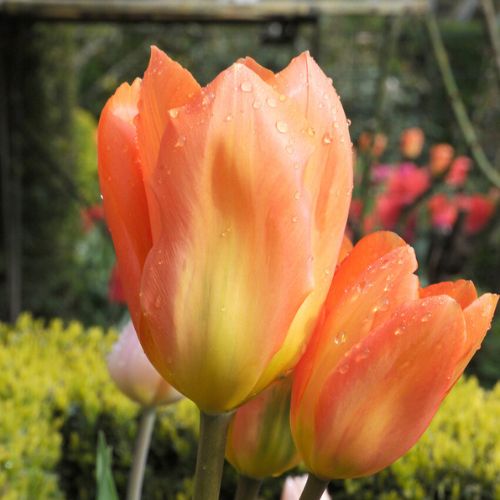'Orange Emperor' Emperor Tulip Bulbs, Orange Tulips