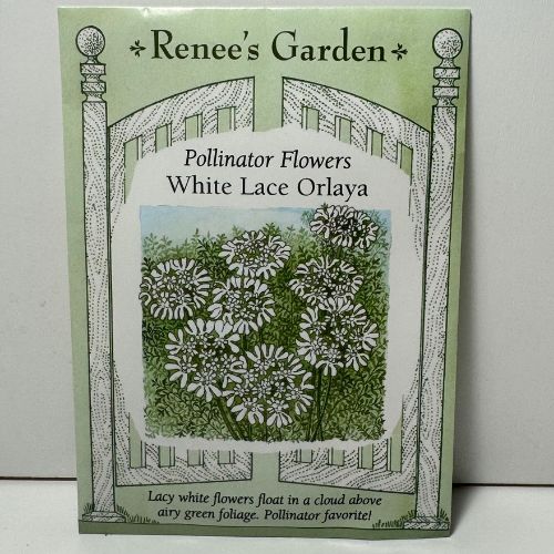 White Lace Orlaya Grandiflora, Butterfly and Pollinator Magnet