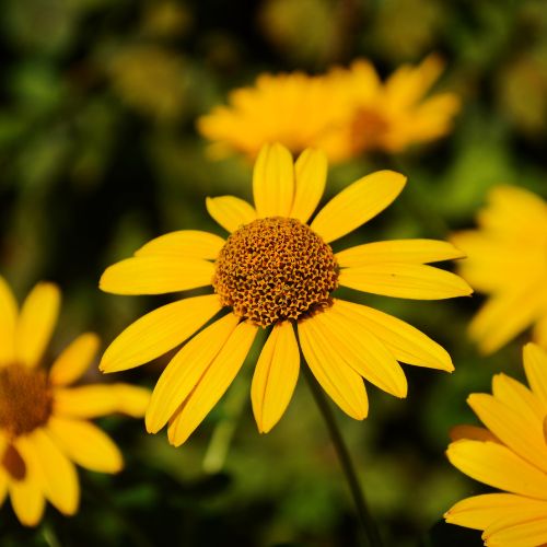 Ox Eye Sunflower - U.S. Native