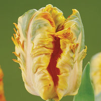 Thumbnail for Parrot Tulip 'Parrot King' Tulip Bulbs (Parrot Tulips)