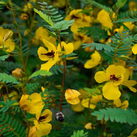 Thumbnail for Partridge Pea - Central, Eastern US Native, Nitrogen Fixing