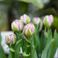 Thumbnail for Peggy Wonder Tulip (Double Late Tulip)