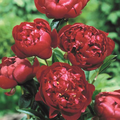 Buckeye Belle - Peony