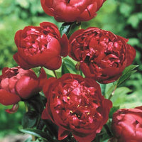 Thumbnail for Buckeye Belle - Peony