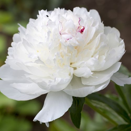 Festiva Maxima - Peony