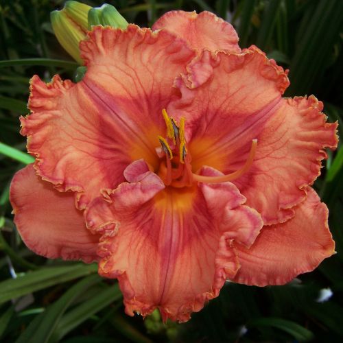 Daylily 'Perceptive' (Hemerocallis)