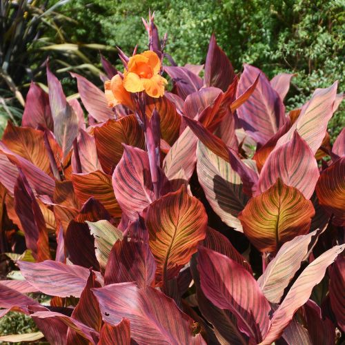 Canna Tall striped 'Phaison'