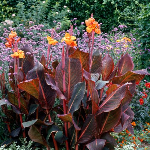 Canna Tall striped 'Phaison'