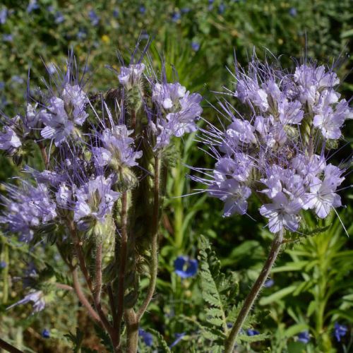 Bee's Friend Flower, Lacy Phacelia