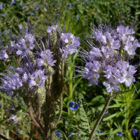 Thumbnail for Bee's Friend Flower, Lacy Phacelia